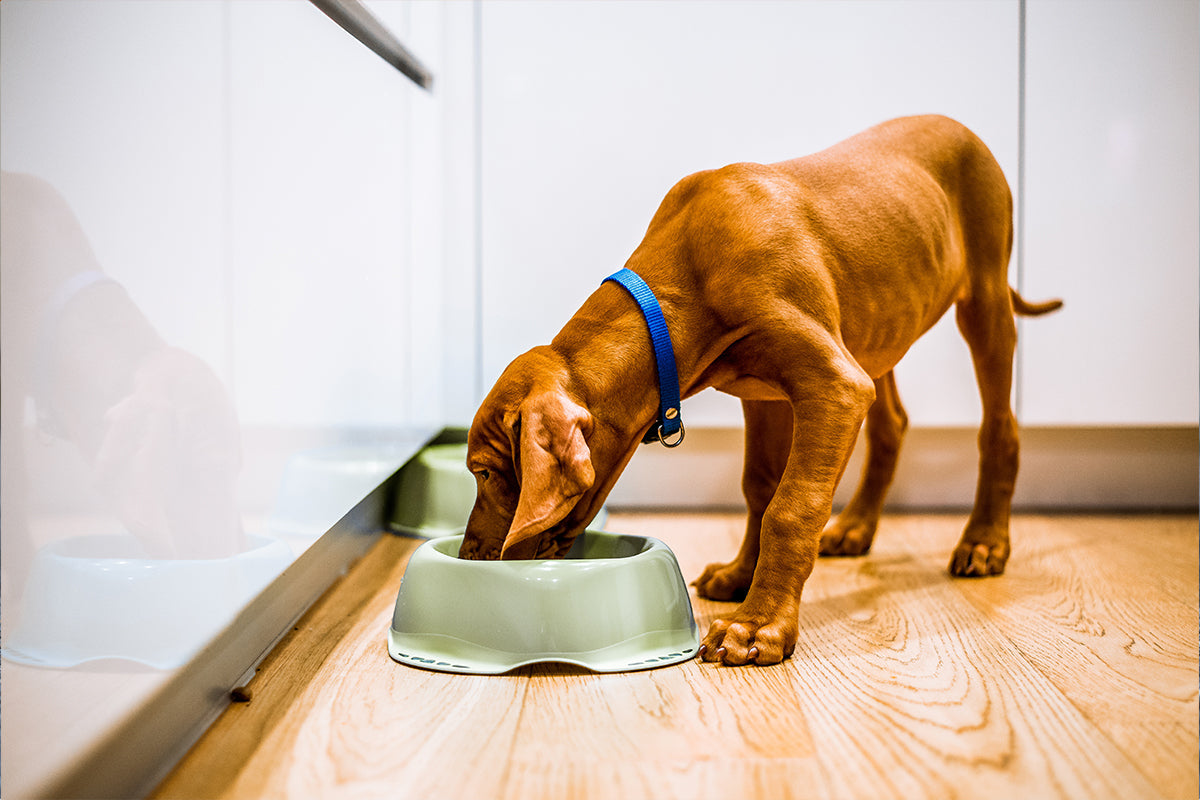 Getreidefreies Trockenfutter mit Monoprotein  Wuff's Best