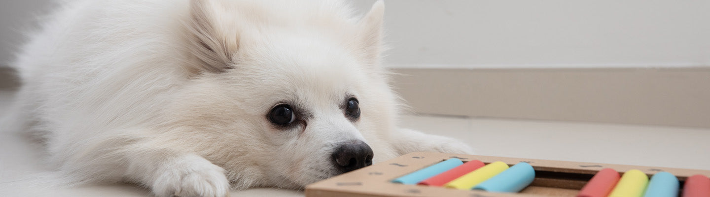 Intelligenzspielzeug Hund im berblick - Spielspa  Wuff's Best