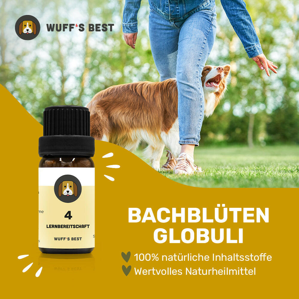 Bachblüten_Lernbereitschaft_Globuli_Nr.4