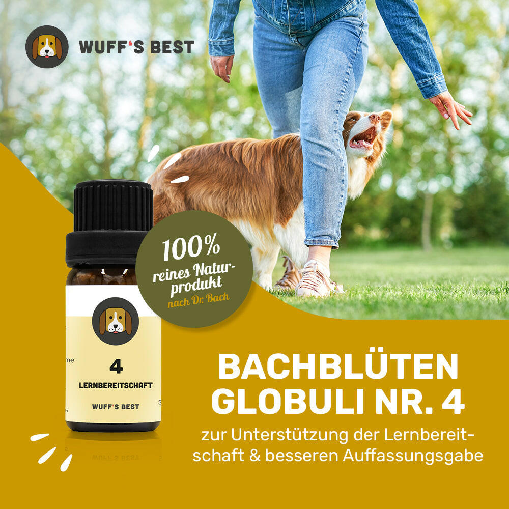 Bachblüten_Lernbereitschaft_Globuli_Nr.4