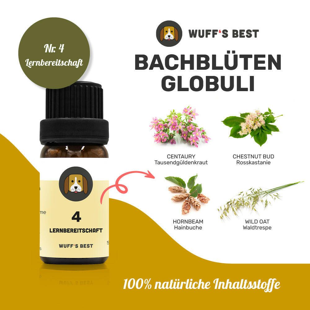 Bachblüten_Lernbereitschaft_Globuli_Nr.4