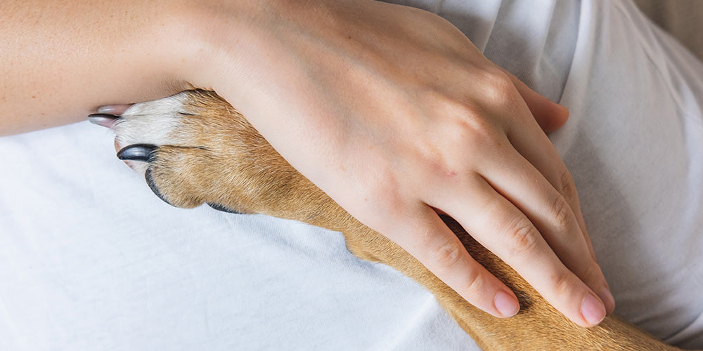 Bachblüten für Hunde