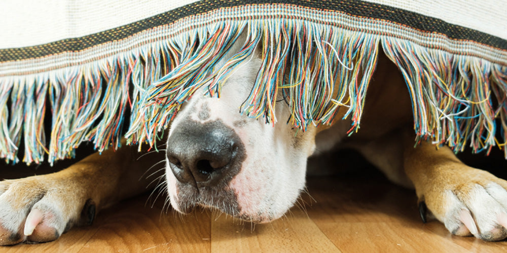 Bachblüten für Hunde