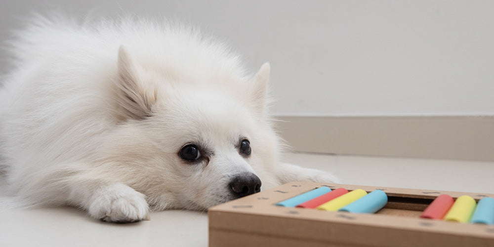 Intelligenzspielzeug für Hunde