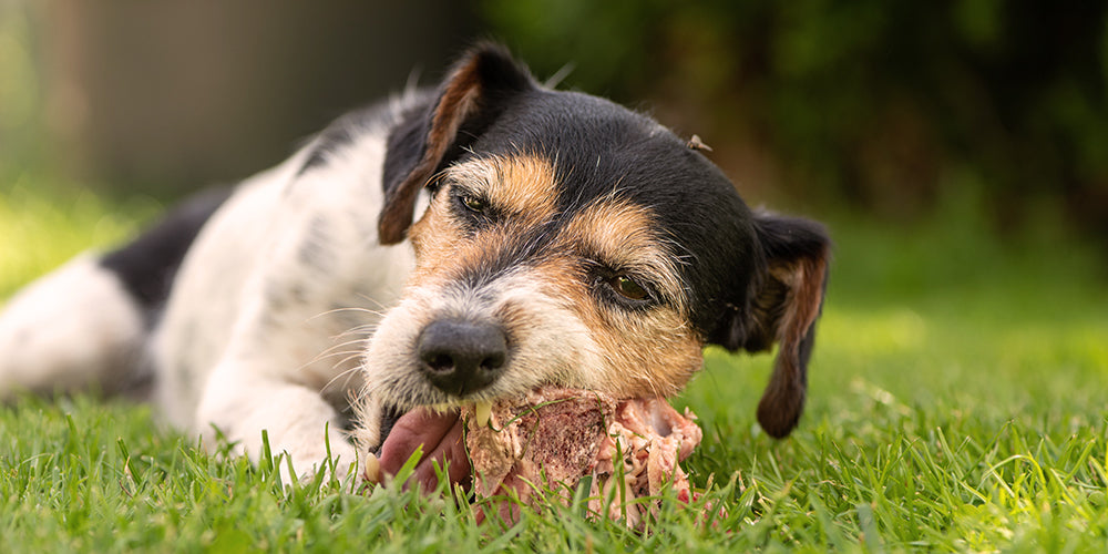 Kauholz & Kauwurzeln