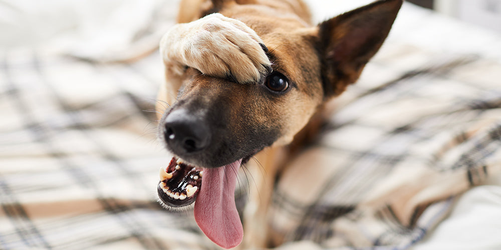 Intelligenzspielzeug für Hunde