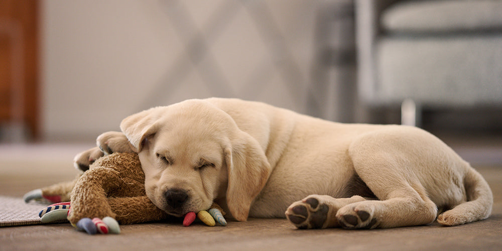 Tiergeruchsentferner