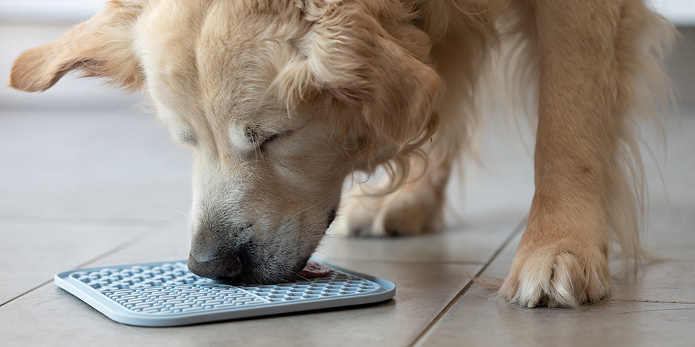 Intelligenzspielzeug für Hunde