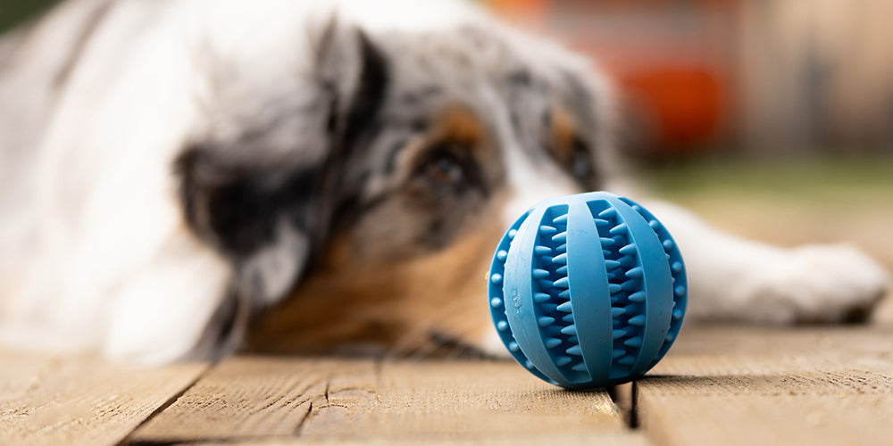 Intelligenzspielzeug für Hunde