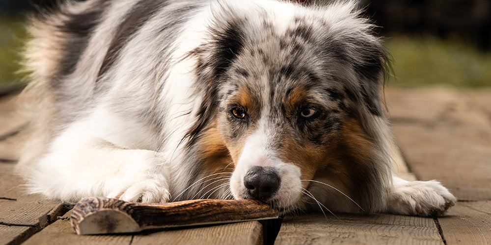 Zahnpflege für Hunde