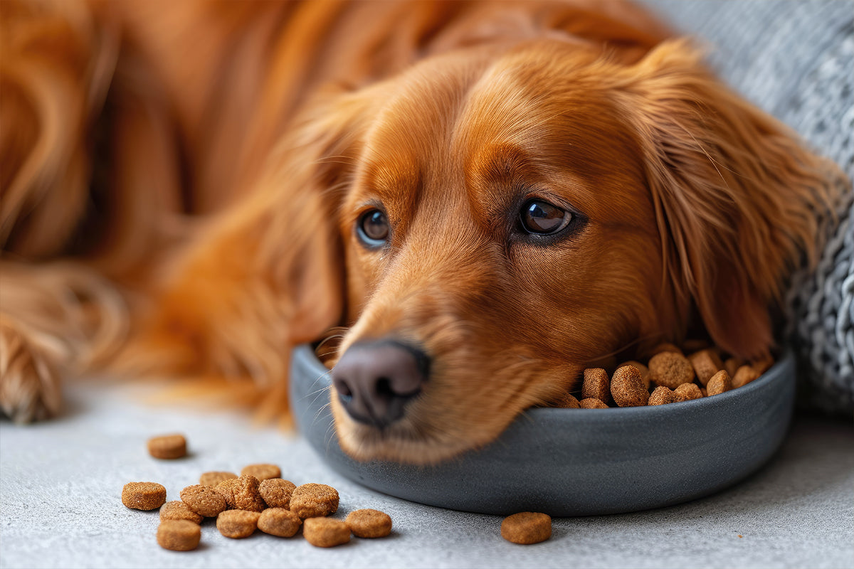 Dein Hund verweigert Futter, frisst aber Leckerlis: Euer Weg aus der Futterkrise