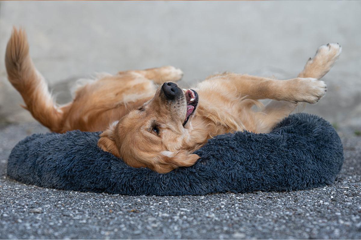 Gesunder Schlaf, glücklicher Hund: Warum die Wahl des richtigen Hundebetts so wichtig ist!