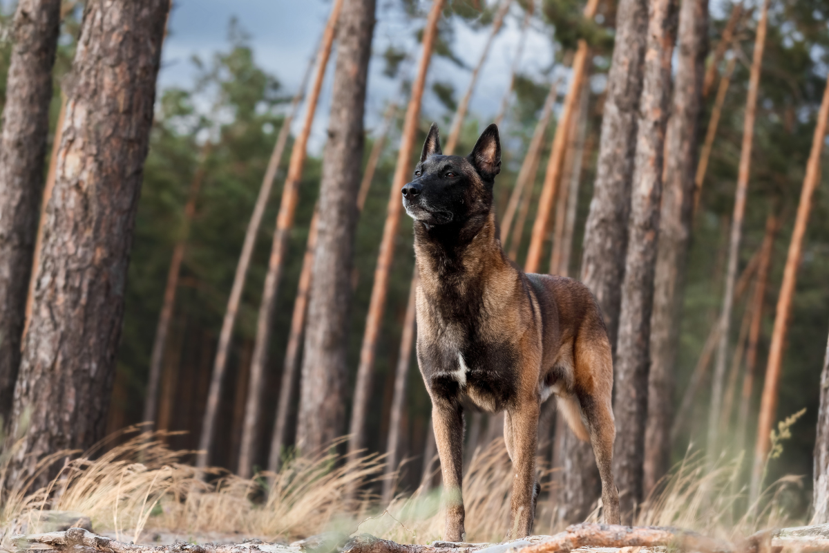Mythos „Allesfresser“: Die Evolution des Hundes und unsere moderne Verantwortung
