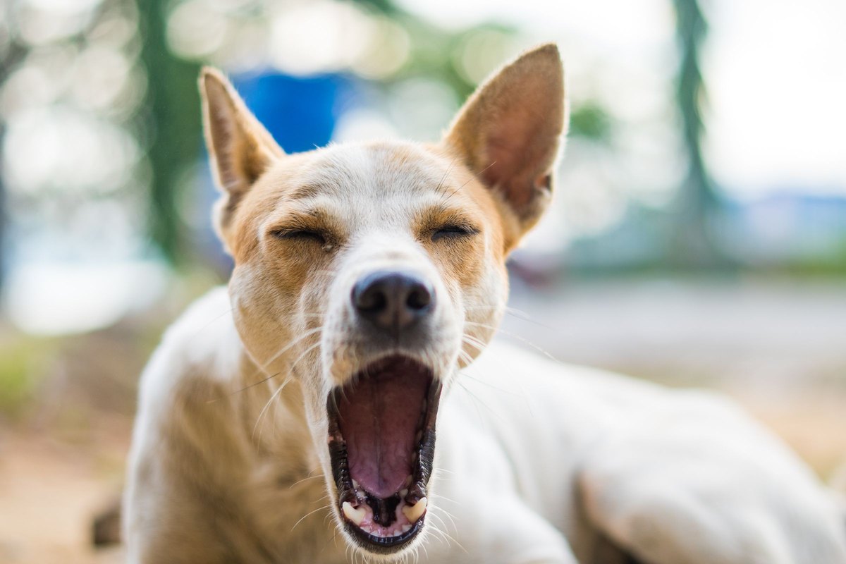 Hund gähnt mit geschlossenen Augen – Gähnen als Beschwichtigungssignal beim Hund
