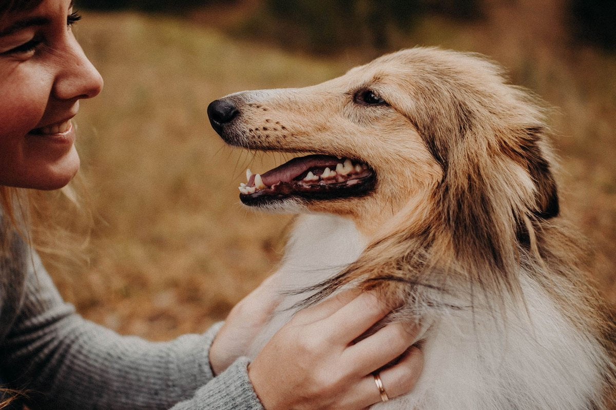 Lächelnde Frau krault einen Collie, der sie aufmerksam anschaut – Hunde lesen unsere Mimik