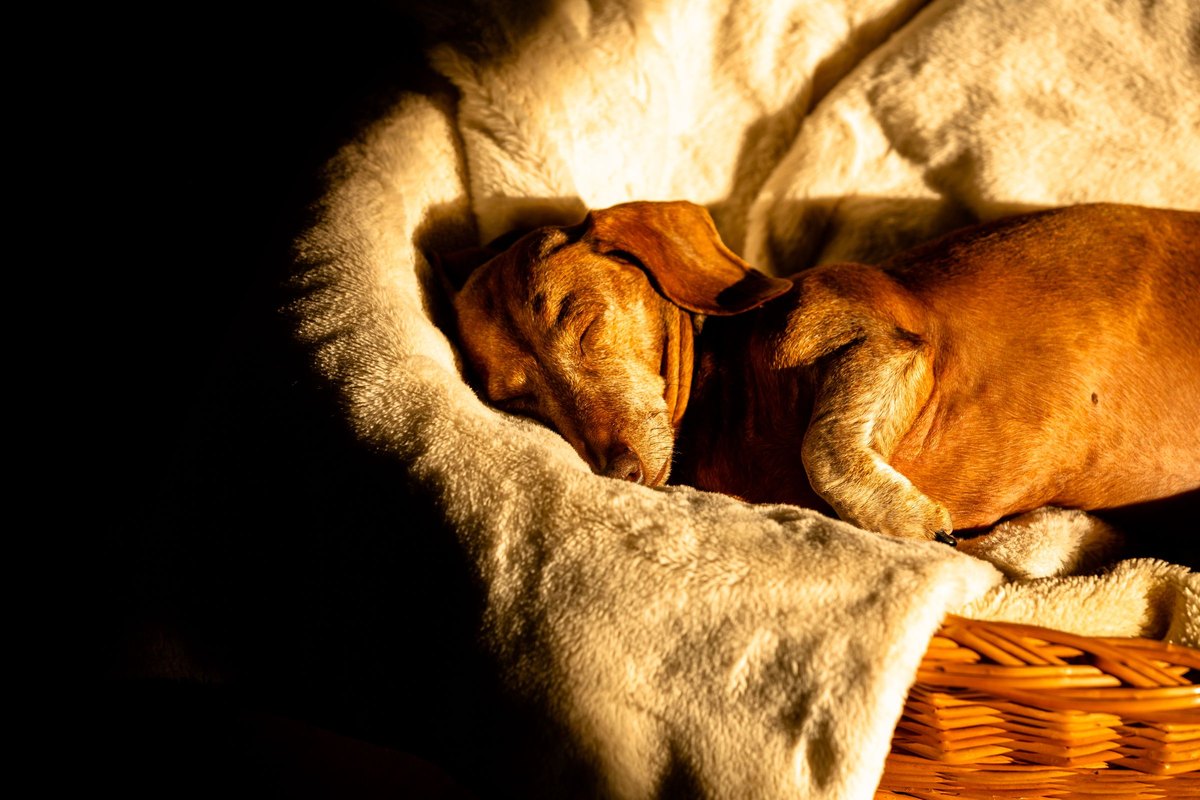 Dackel schläft eingekuschelt in einer Decke im Körbchen – Ruhephasen für das Nervensystem des Hundes
