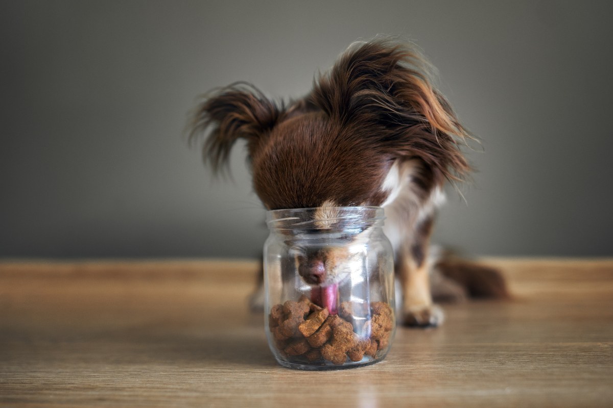 Kleine Belohnung, große Wirkung: Warum gute Snacks für Hunde so wichtig sind