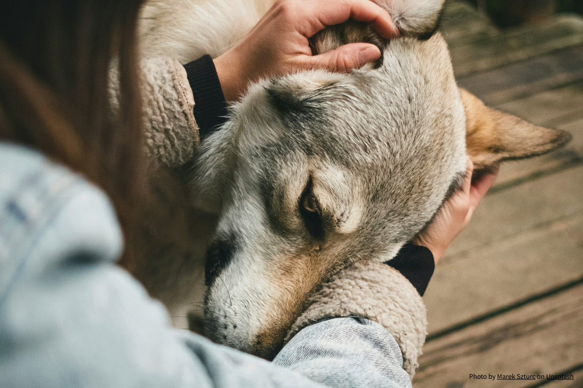 Stress oder Charakter? Wie Du das Verhalten Deines Hundes besser verstehst
