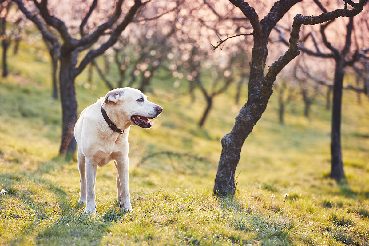 Bachblüten für Hunde für die innere Balance