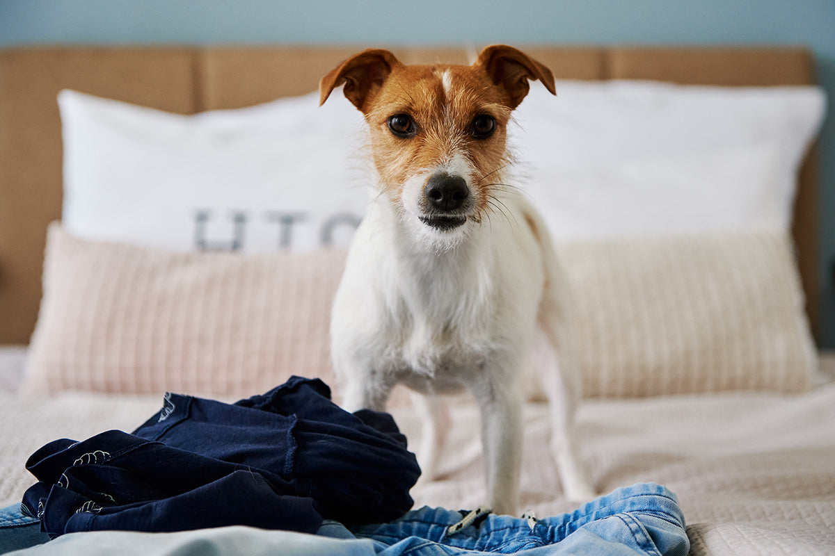 Bachblüten für Hunde bei Stress und Ängsten – sanfte Therapie