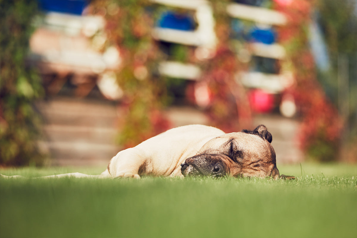 Wodurch macht sich Frühjahrsmüdigkeit bei Hunden bemerkbar?