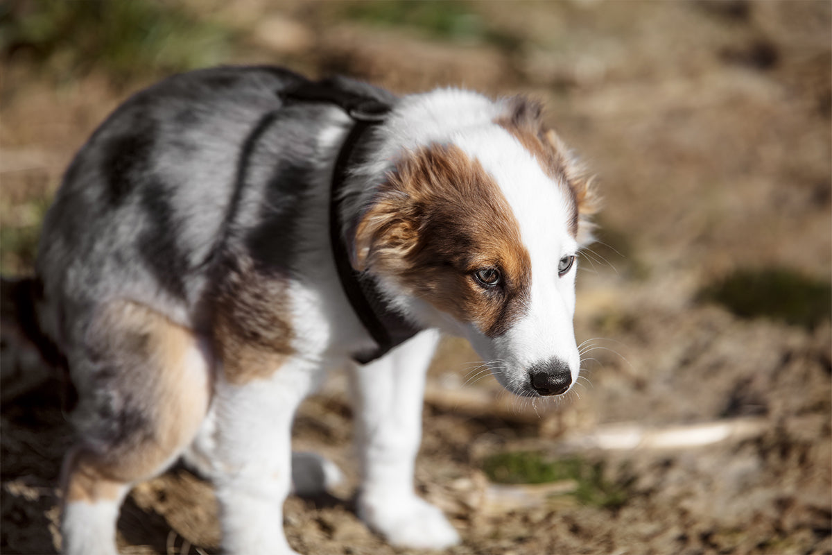 Giardien beim Hund erkennen und behandeln