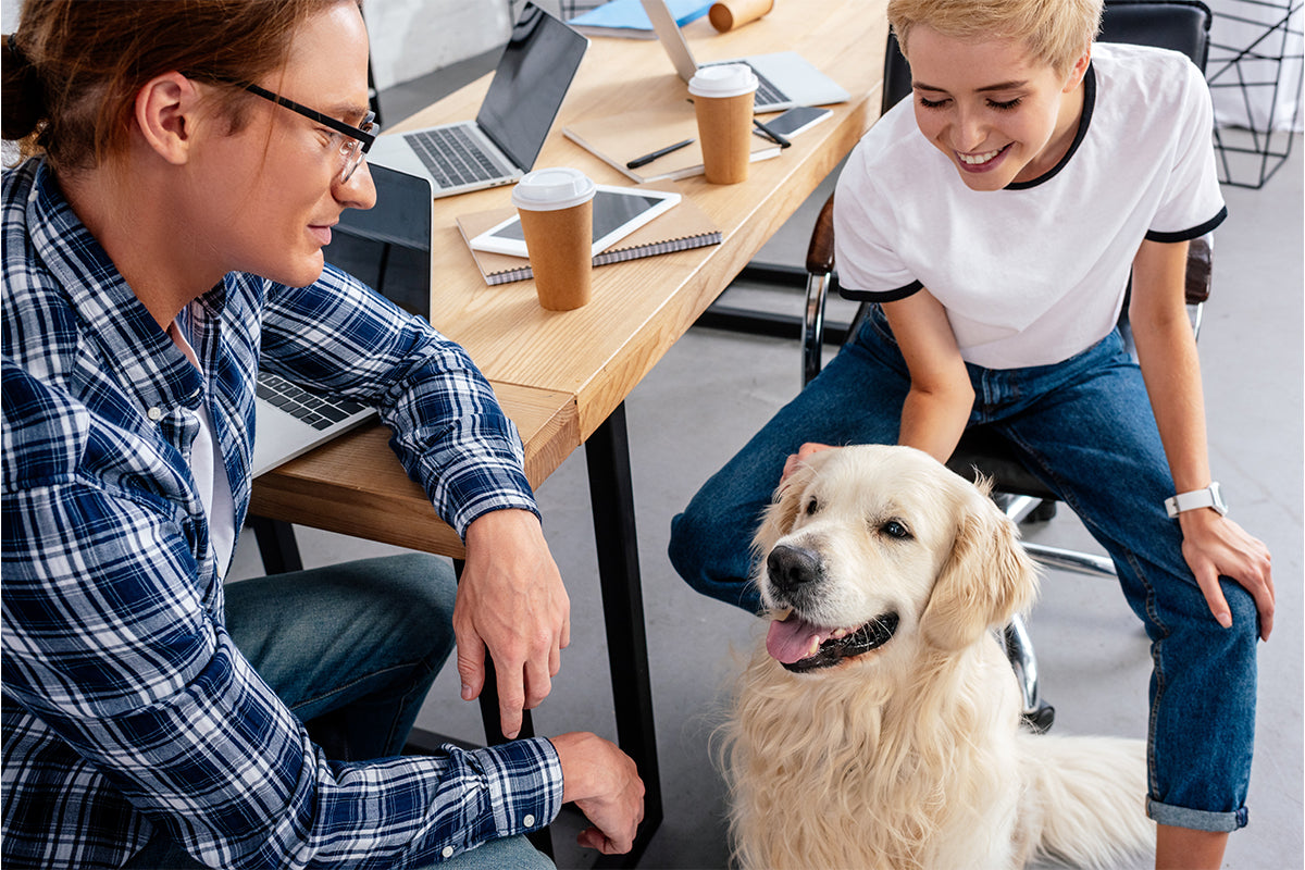 Hunde im Büro: Vor- und Nachteile für Kollegen und Halter