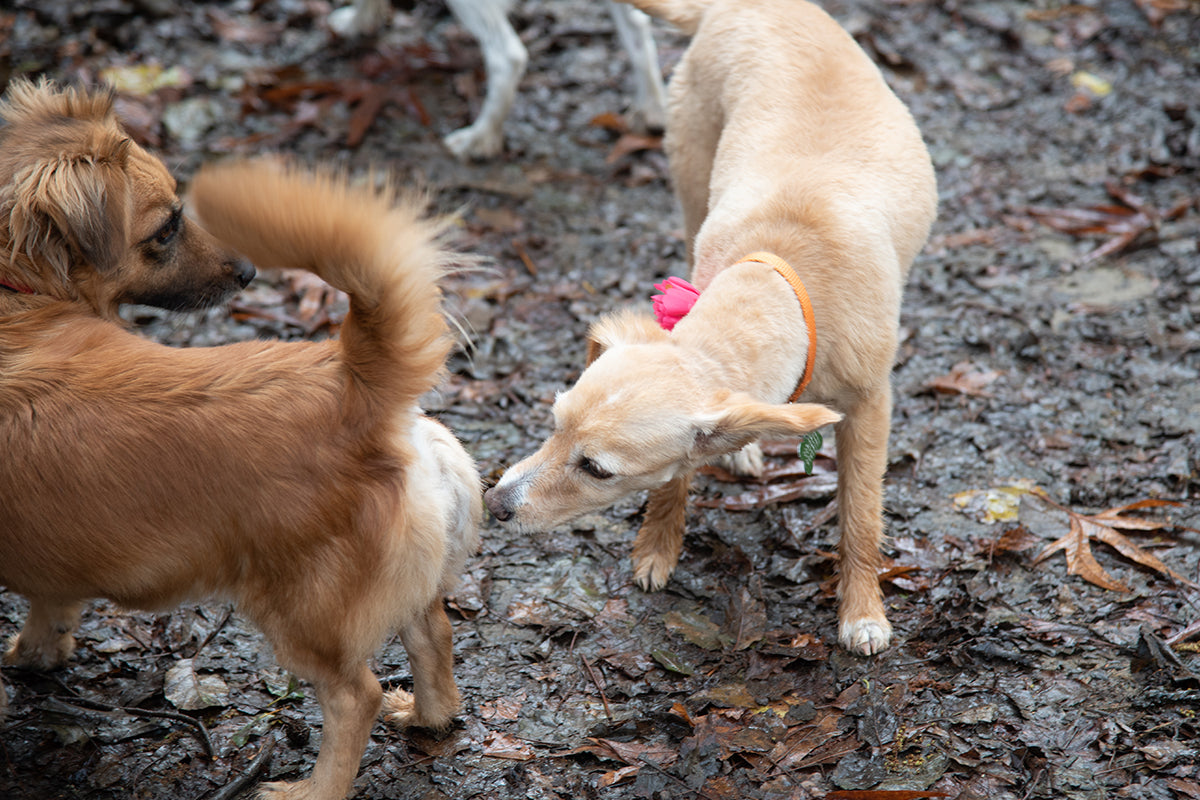 Warum schnüffeln Hunde im Schritt?