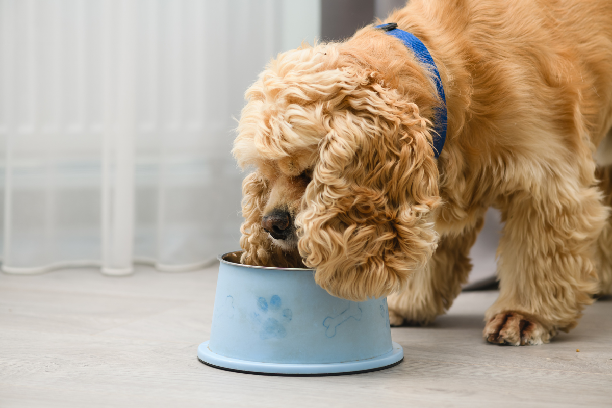 Welches Öl passt zu welchem Hund? Ein ehrlicher Guide für Haut, Fell & Wohlbefinden