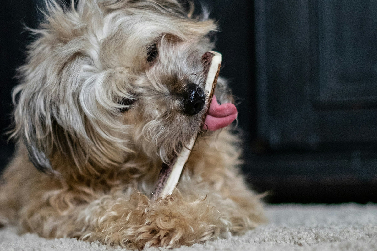 Ist ein Hirschgeweih für den Hund gut oder schlecht?