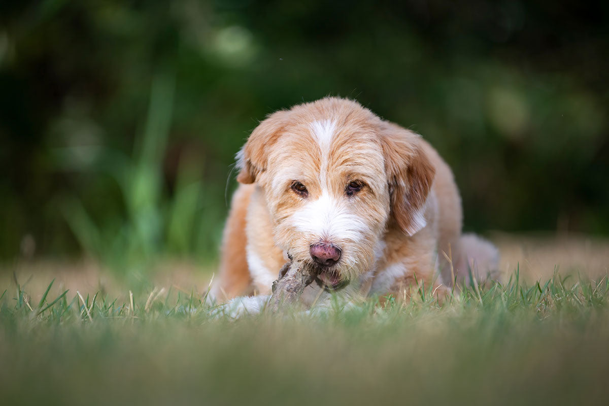 Kauwurzeln & Zahnpflege – Natürliche Beschäftigung für Hunde