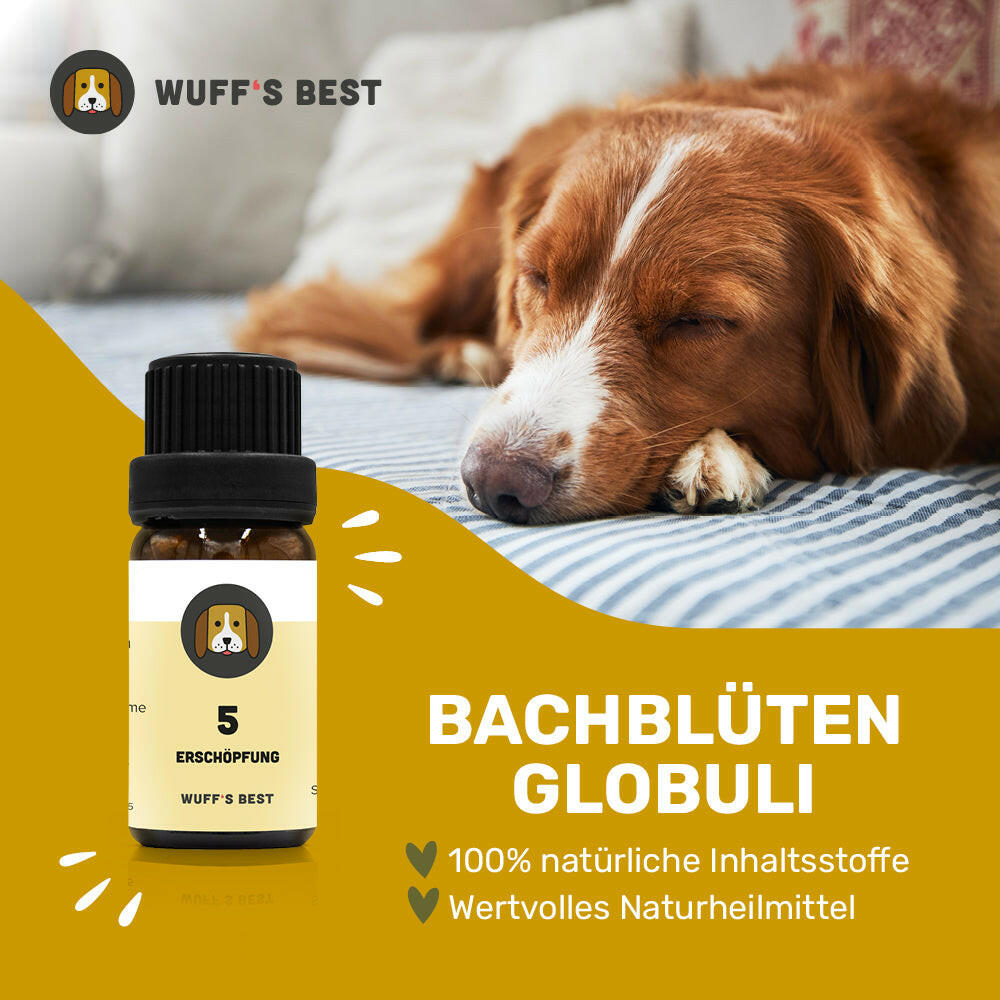 Erschöpfung Globuli für Hunde (Nr. 5) 10 Gramm – Wuff's Best