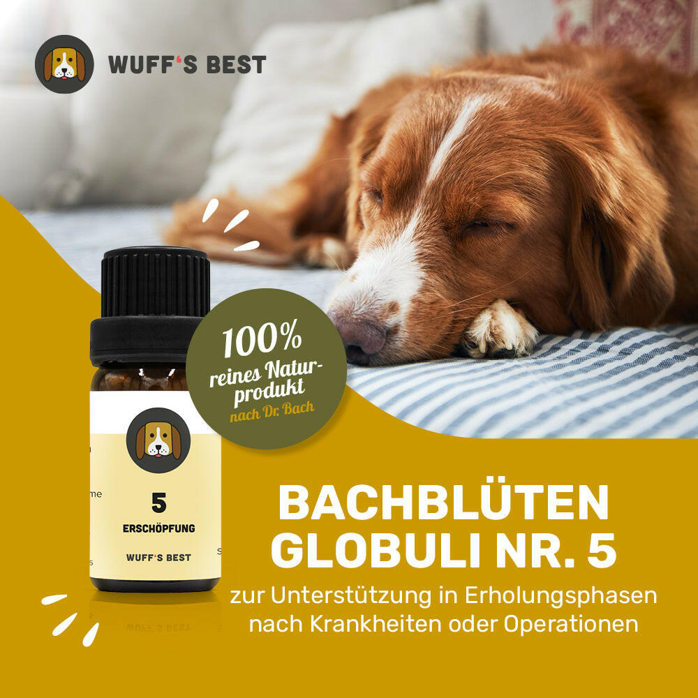 weihnachtsstern mit clip Weihnachtssternblüte auf Clip mit weißem Webpelz – Ariane Rueckeshaeuser main image 1