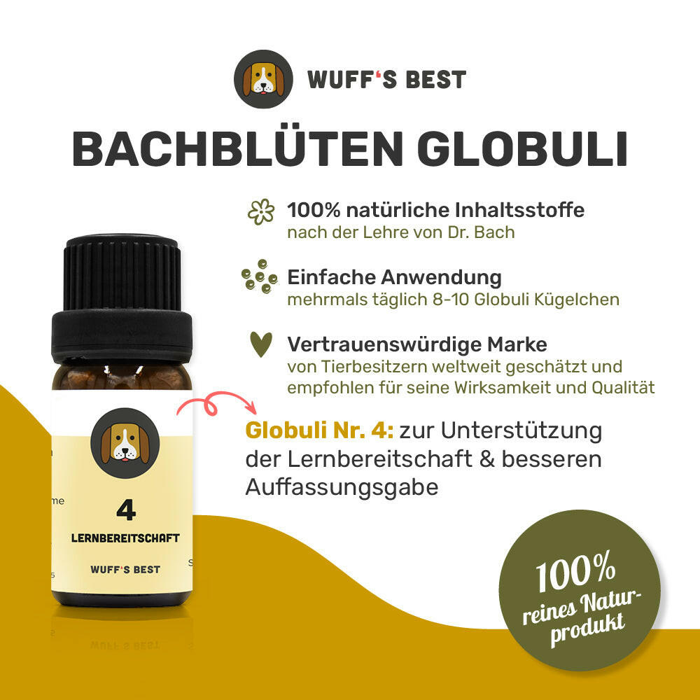 Bachblüten_Lernbereitschaft_Globuli_Nr.4