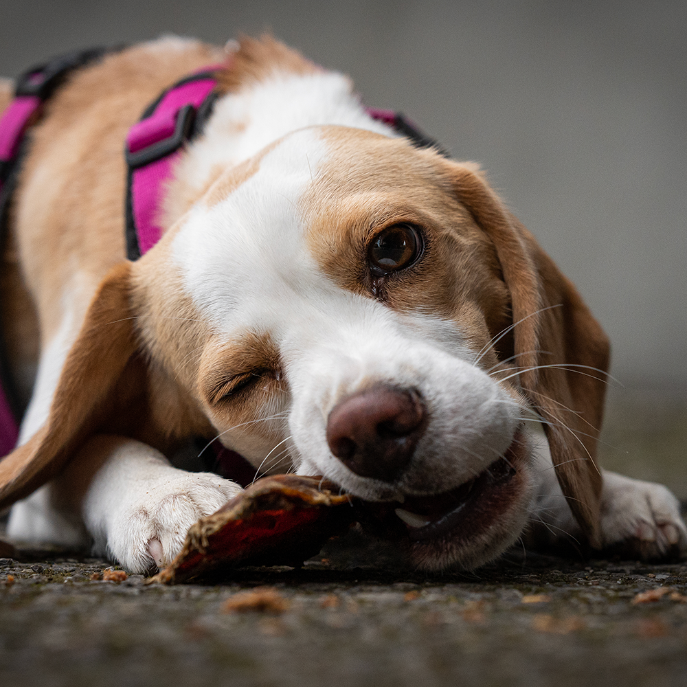 Nala frisst Rinderdörrfleisch Kaustangen