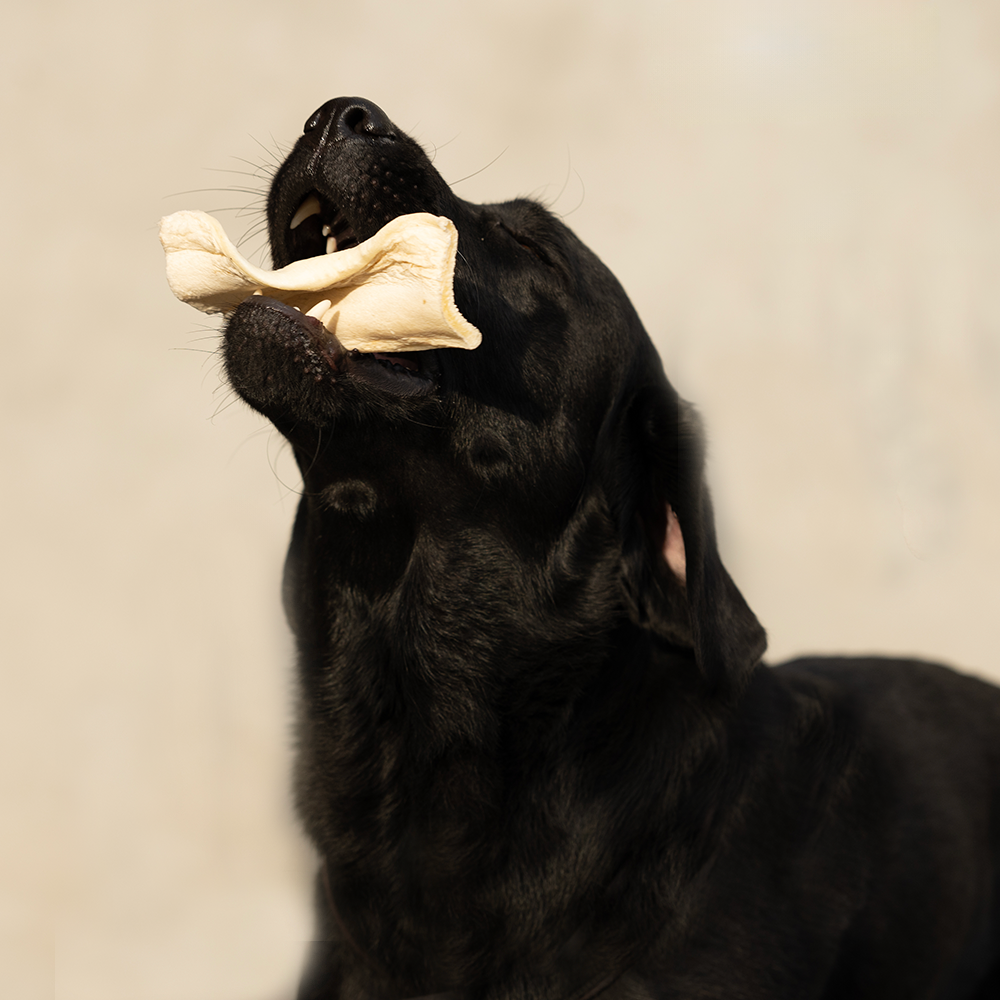 Denta Chips zur Zahnpflege beim Hund