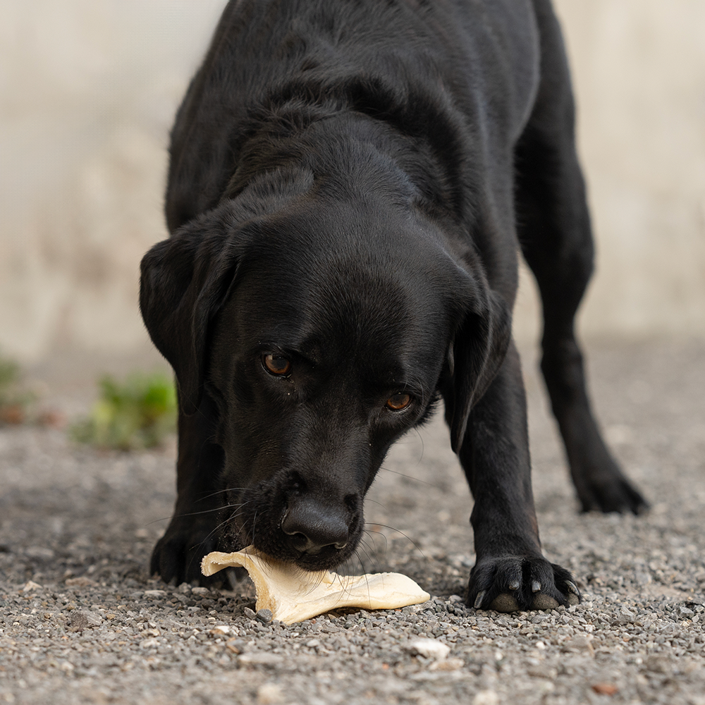 Denta Chips zur Zahnpflege für Hunde