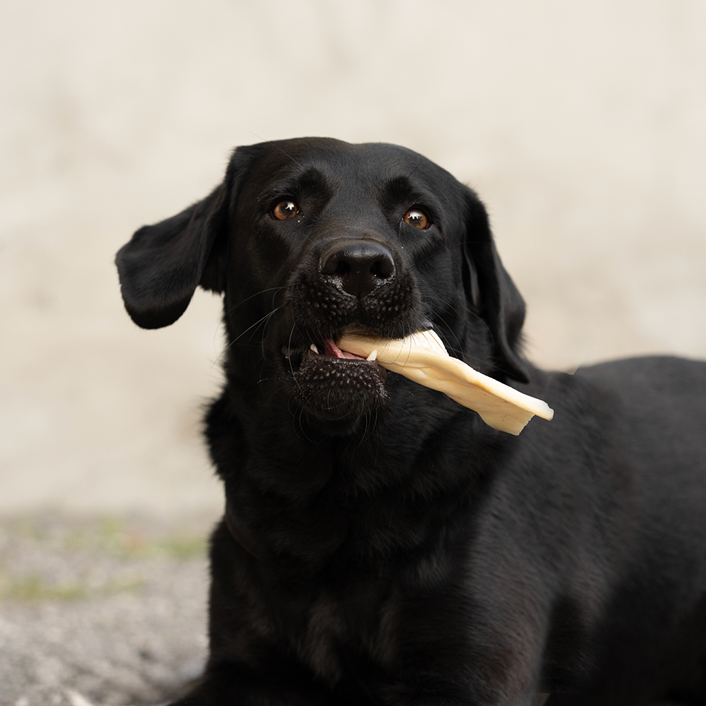 Denta Chips Zahnpflege für Hunde