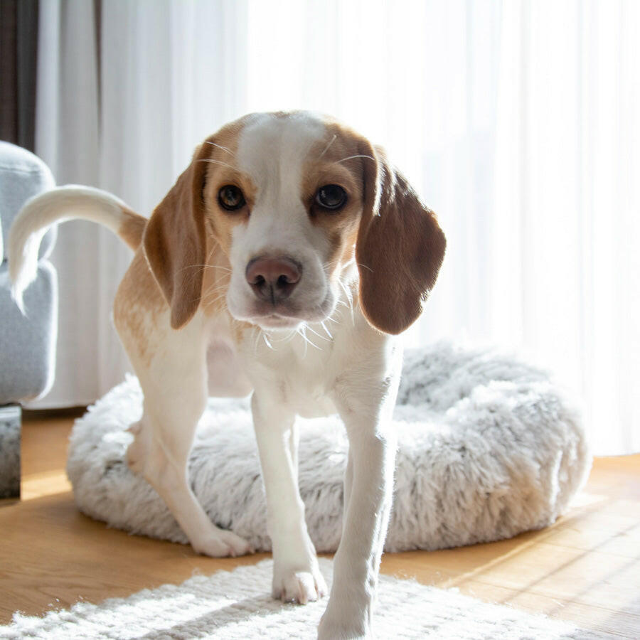 Hundebett klein mit Beagle