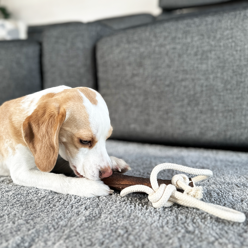 Kauseil mit ganzem Geweihstück Beagle