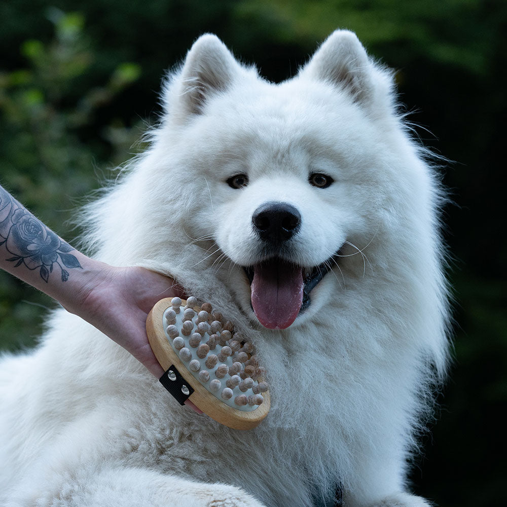 Massagebürste für Hunde