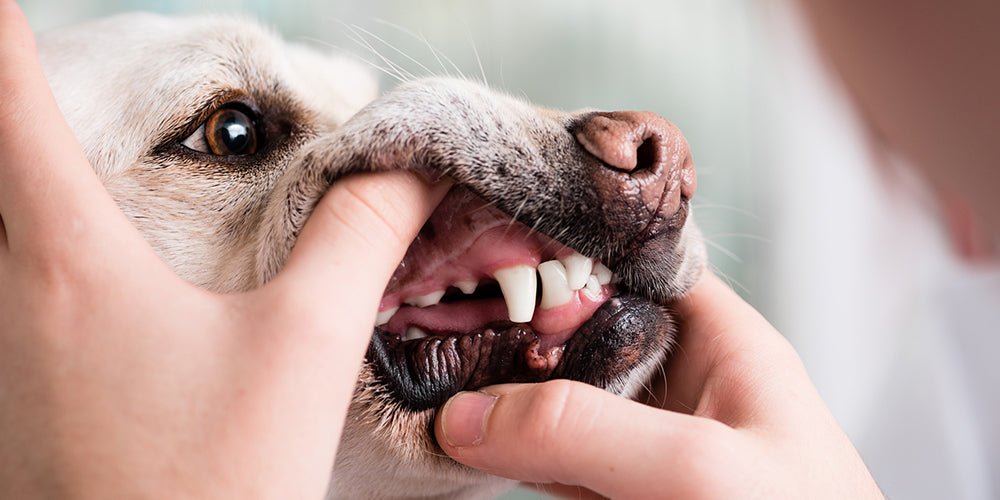 Kauholz & Kauwurzeln