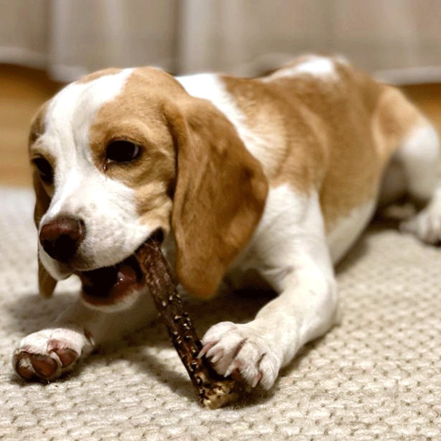 Tagelanger Kauspaß für deinen Hund